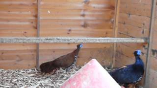 malayan crested fireback pheasant [upl. by Reena218]