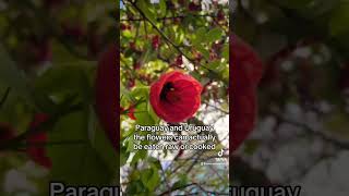 Abutilon Pictum colombia gardenplants garden plants gardening gardenflowers nature fyp [upl. by Avin]