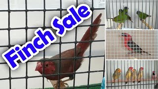 Bird Sale Queensland Finch Society Jan 2019 [upl. by Brawley]