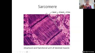 hbio9c sarcomere microanatomy 22 min [upl. by Bradan]