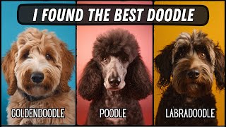 Do you REALLY want a Poodle Goldendoodle vs Labradoodle vs Poodle [upl. by Teador131]