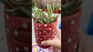 Succulents 🤩 plants garden nature flowers shorts succulents [upl. by Joappa]