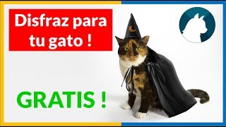 🎆 Disfraz para gatos hecho en casa 2018 🤹🏼‍♀️ [upl. by Aksel345]