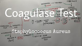 Coagulase Test  1 Staphylococcus Aureus [upl. by Eibbil]