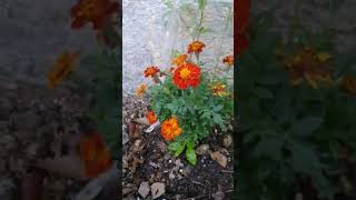 Transplante de plántulas de Cempoalxóchitl clemolito Tagetes patula [upl. by Irmine149]