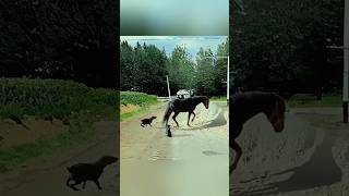 Dogs our horse 🐎 dono apas me lar gaye 🤣🤣😂😅🙃so videosdog dorevenge hores reelsmusic viralvideo [upl. by Nonnahc]