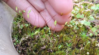 Funaria hygrometrica  Bonfire Moss  Bryophyta  Plant Kingdom  Lower plants  Shillong [upl. by Nami]