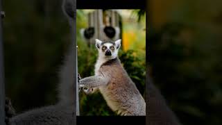 Facts about ringtailed lemurs [upl. by Eidlog]