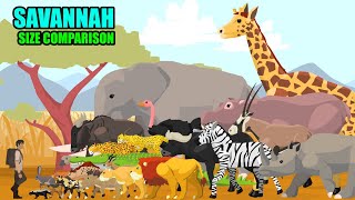 Savannah Animals Size Comparison  Animal Animation [upl. by Esiled]