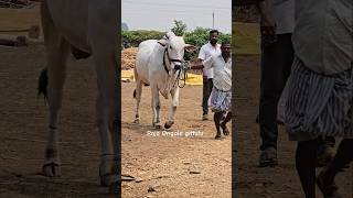 ఎద్దుకు రోజు వెళ్లే ప్లేస్ తనకి తెలుసు  తానికొండ నితీష్ గారి గిత్త [upl. by Armyn]