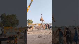 Camel loading in truck ytshorts camelloading cameltransport cameltruck camelmarket shorts [upl. by Haran]