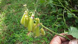 Crotalaria verrucosaYakberiya [upl. by Tadeas]