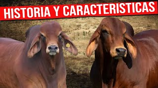 🔴 BRAHMAN ROJO Historia y Características✅ Ganado De Engorde [upl. by Gibeon]