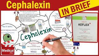 Cephalexin  Keflex  What is Cephalexin Used For Dosage Side Effects amp Precautions [upl. by Ahsak]