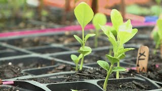 Maine farm working to produce etrog fruit for Sukkot celebration [upl. by Otecina]