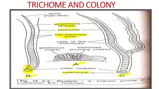 Msc pre paper 1 Rivularia structure and reproduction [upl. by Yslehc]