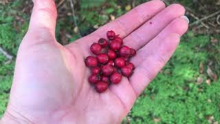 Hawthorn Berry  Harvest and Tinture [upl. by Hodges]