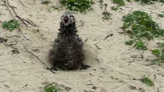 Laysan Albatross chick bill clapping [upl. by Arimat]