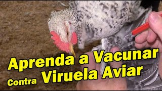 APRENDA A VACUNAR VIRUELA AVIAR Y OTROS ESQUEMAS DE VACUNACIÓN [upl. by Shelli]