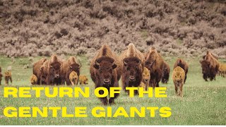 European Bison Rewilding How These Gentle Giants Are Restoring Europe’s Ecosystems [upl. by Gwenn]