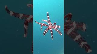 Feather Stars  Plants or Animals [upl. by Eey]