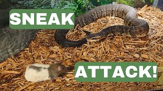 Fearful Encounters Water Moccasin Striking From Different Angles [upl. by Akibma]