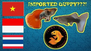 Paano mag import ng guppy from TH IND at Vietnam [upl. by Yerfej101]