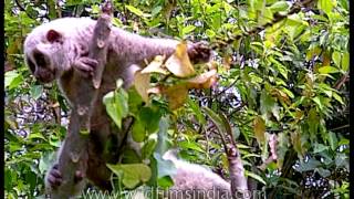 Slow Loris with eyes wide open Kaziranga [upl. by Gerius]