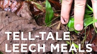 TellTale Leech Meals [upl. by Galven]