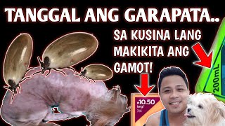 MABISANG GAMOT SA GARAPATA NG ASOSA KUSINA LANG MATATAGPUANHINDI KAILANGANG GUMASTOS NG MALAKI [upl. by Cirilla]