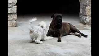 BULLMASTIFF very dangerous to other dogs PEDRAFORCABULLMASTIFFmp4 [upl. by Nae]