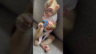 Bryyan is relaxing and play with the kidmonkey animals monkeys wildlife nature animallover [upl. by Rockie129]