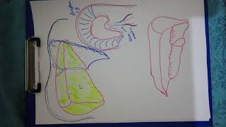 Liver anatomy 1 [upl. by Jareen]