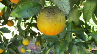 Integrated pest management of Citricola scale in citrus [upl. by Yengac]