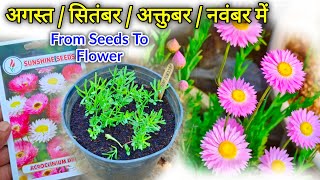 Acroclinium Flower Seeds How To Grow  Acroclinium Seeds Germination [upl. by Nawad]