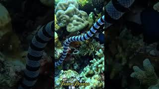 amazingcreaturebandedseakraitlaticaudacolubrinashortsscubavideographymoalboalcebu🇵🇭 [upl. by Delainey40]