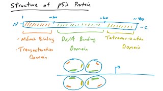 p53 mutations in cancer [upl. by Jorrie]