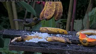 Quick Look At A Duskyfaced Tanager on the Panama Feeders  June 2 2023 [upl. by Matless]