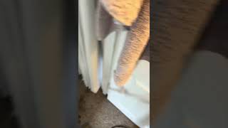 Hallway Carpet Cleaning carpetcleaner cleaningcarpet satisfying [upl. by Ahsiym]