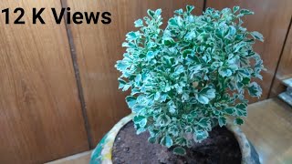 How to grow and care arelia plant  Arelia plant care  aralia plant  Care of aralia plant [upl. by Kcirtapnaes586]