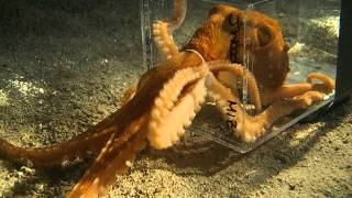 Octopus escaping through a 1 inch diameter hole [upl. by Aniar466]