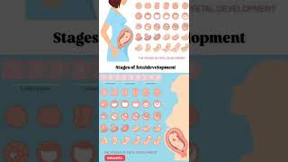 stages of fetal development fetusdevelopment fetus momtobe motivation shortsbabydevelopment [upl. by Gilba]