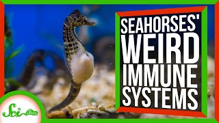 Seahorse Pregnancies Could Help us Treat HIV [upl. by Hsirk]