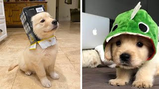 Funny and Cute golden retriever Puppies Compilation 2 Cutest Golden Puppy 2020 [upl. by Dukie]