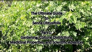 The Ultimate Guide to Senna Obtusifolia  Part 1 of 2 [upl. by Baiss]