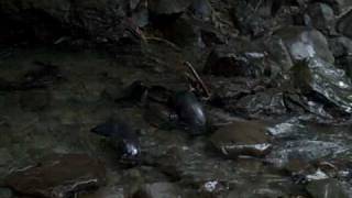 Baby Seals playing with a ball in NZ [upl. by Clarice350]