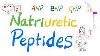 Natriuretic Peptides  ANP BNP amp CNP  Atrial Natriuretic Peptide Brain Natriuretic Peptide  Lab [upl. by Lareneg]