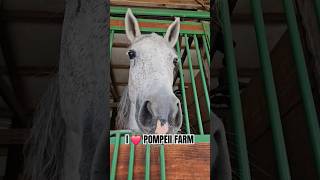 I ❤️ POMPEII FARM superlativecontractingcom preciseprofessionals [upl. by Haldeman]