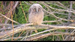 Long Eared Owl  with sound [upl. by Yssenhguahs]