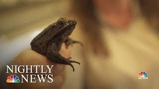 Biologists In California Are Bringing Back The RedLegged Frog  NBC Nightly News [upl. by Nythsa448]